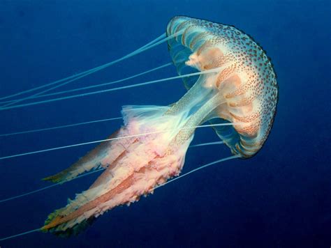 Pelagia noctiluca